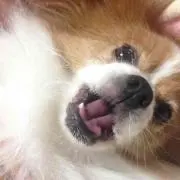 プリン