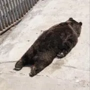 U-NEXT代を稼がせての画像