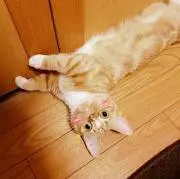 こたここの画像