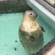 まい