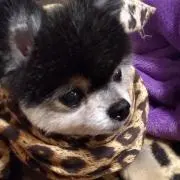 クロちゃんママ