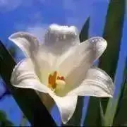 りりー ( ˘͈ ᵕ ˘͈ )の画像