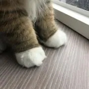 Caroの画像