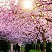 sakura☆【プロフ＆説明文必読】