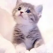 猫田の画像