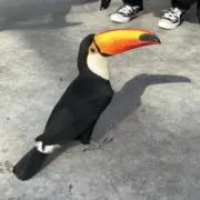 声の画像