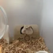 ハムきちの画像