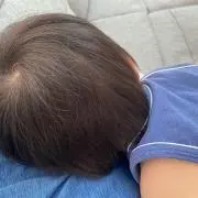 柴犬の画像