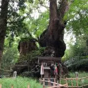 goriの画像
