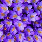 ☆瑞華☆