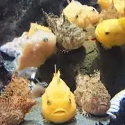 うさたぬ☆購入時コメント要の画像