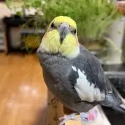 ぴちゃその画像