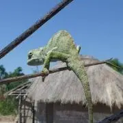Marukoの画像