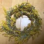フリージアの画像