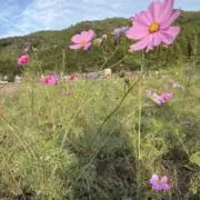 おと　★ご希望、値段お気軽にの画像