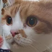 Akemi