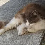 サン宅ロースの画像