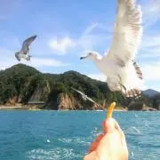 からの画像