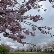 ゆみっこの画像