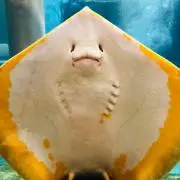 hanaの画像