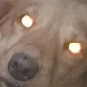ロボドック