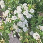 Nantongoの画像