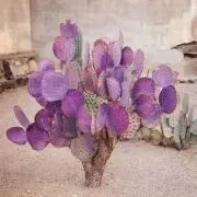 未来の画像