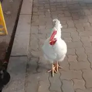 ぎゃぼ