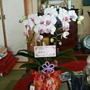 おっこ