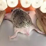 ハリーの画像