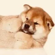 COROの画像