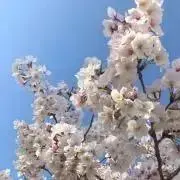 ふくちゃん
