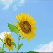 ひまわり☆ プロフィールお読みくださいの画像