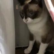 ラテの画像