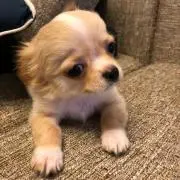 ミカン