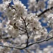 りん♩の画像