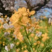 きなこ