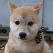 ☆dukeの画像