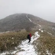 ピトの画像