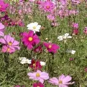 姫の画像
