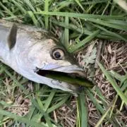 こてつの画像