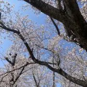 はるきちの画像