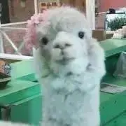けいこの画像
