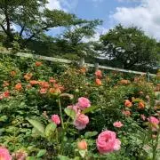 keisun*の画像