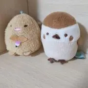 わんの画像