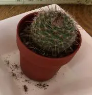 さぼてん  値下げ中〜♪(๑ᴖ◡ᴖ๑)♪の画像