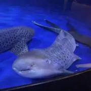さとうの画像