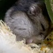 こげまるの画像