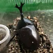 ロウの画像