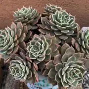 みにの画像